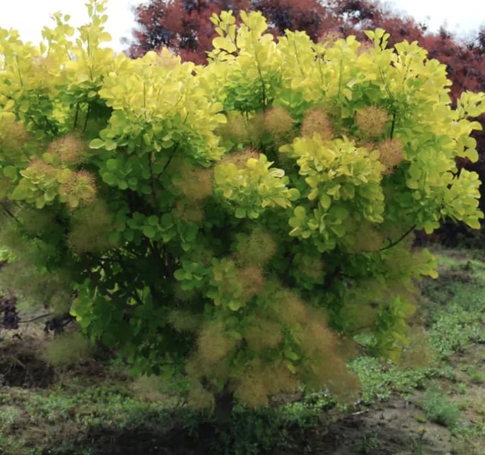 Cotinus c. 'Golden Spirit' 
