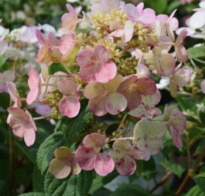 Hydrangea p. 'Little Quick Fire' Hydrangea p. 'Little Quick Fire'