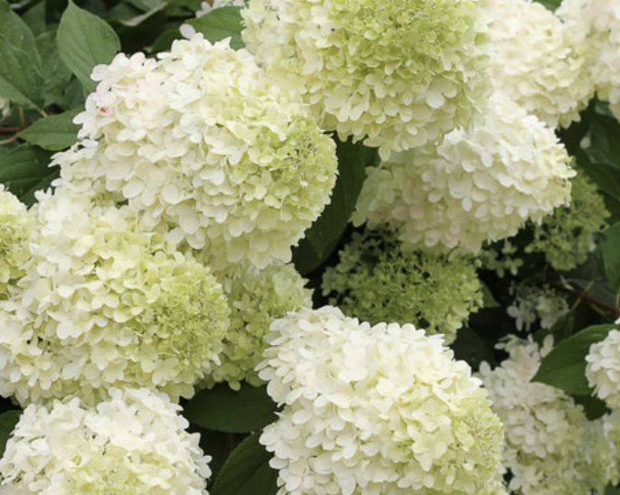 Hydrangea p. 'Limelight'