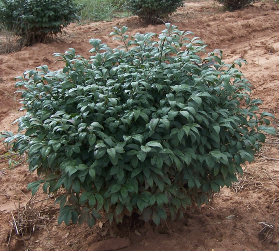 Euonymus a. 'Little Moses'