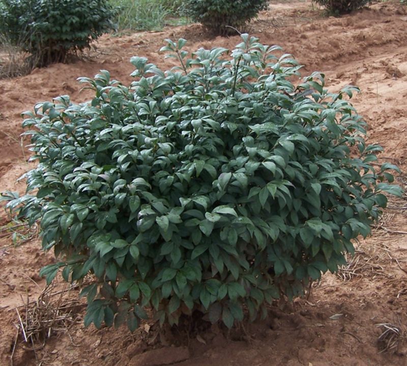 Euonymus a. 'Little Moses'