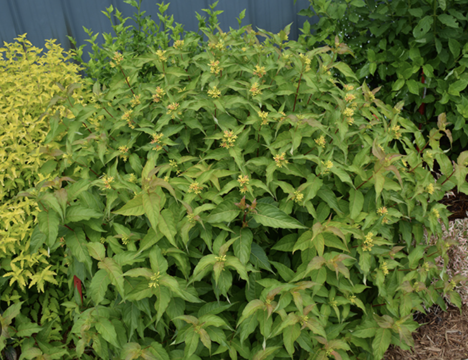 Diervilla x 'Kodiak Orange' Diervilla x 'Kodiak Orange'