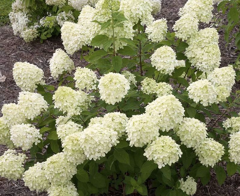 Hydrangea p. ' Little Lime' Hydrangea p. ' Little Lime'