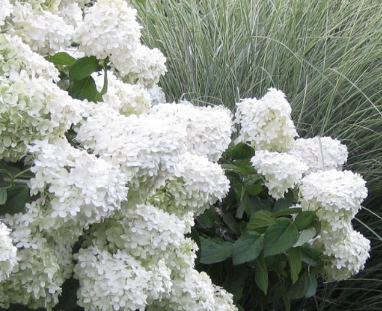Hydrangea p. 'Bobo'