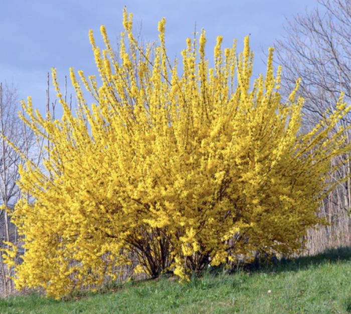 Forsythia x int. 'Lynwood Gold' 