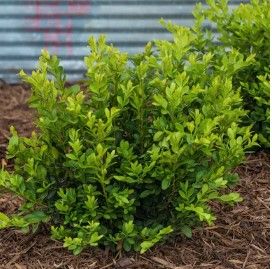 Buxus m. k. 'Winter Gem'