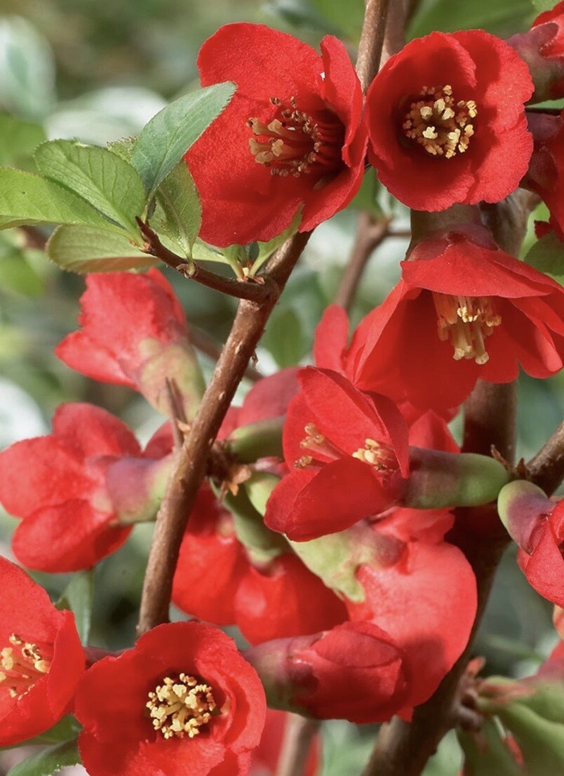 Chaenomeles s. 'Texas Scarlet'
