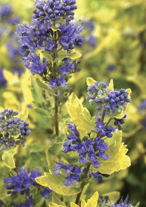 Caryopteris x c. 'Gold Crest'