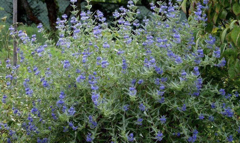 Caryopteris x c. 'Longwood Blue'