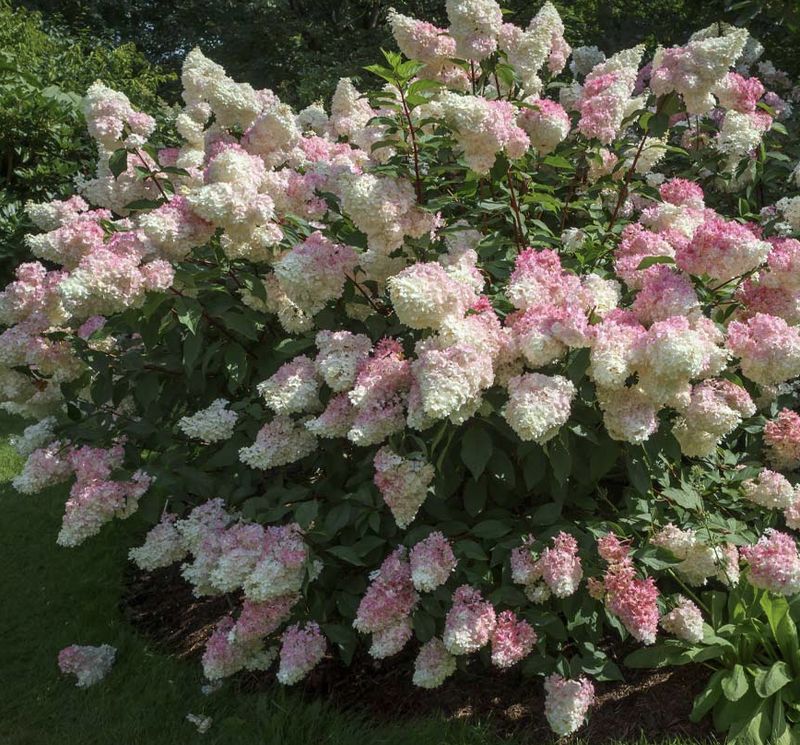 Hydrangea pan 'Strawberry Sundae' Hydrangea pan 'Strawberry Sundae'