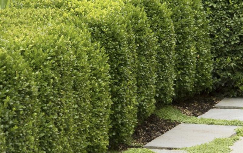 Buxus x 'Green Mountain'
