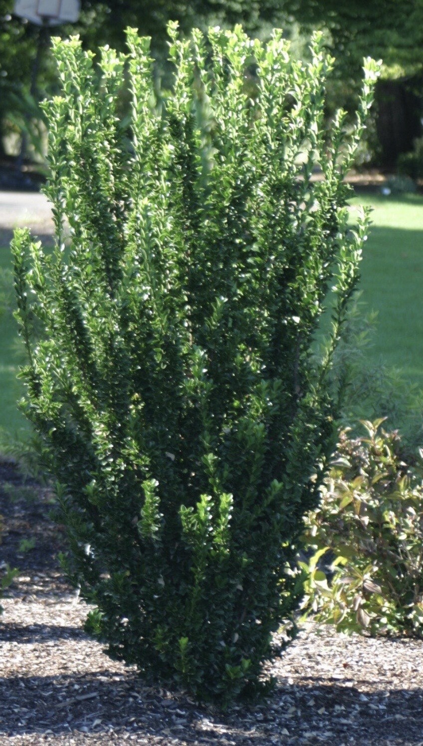 Euonymus j. 'Green Spire' Euonymus j. 'Green Spire'