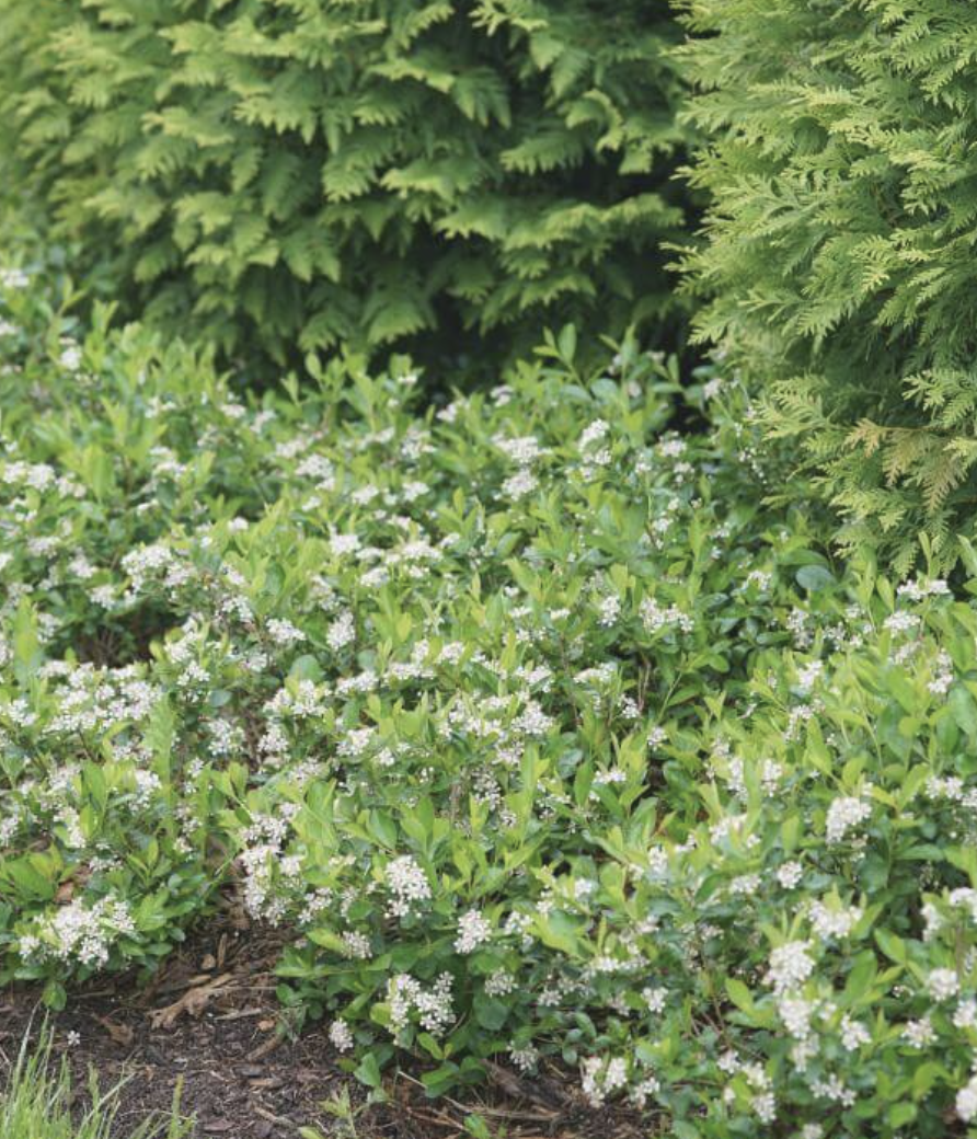 Aronia m. 'Ground Hug' Aronia m. 'Ground Hug'