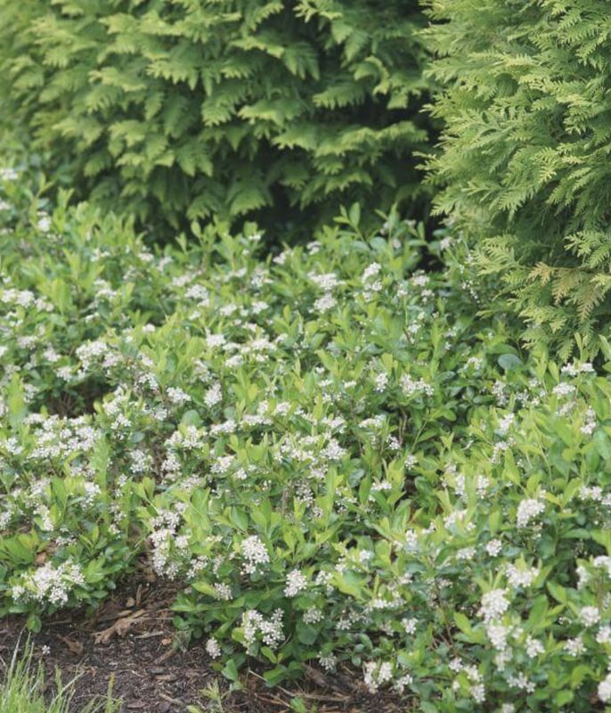 Aronia m. 'Ground Hug'