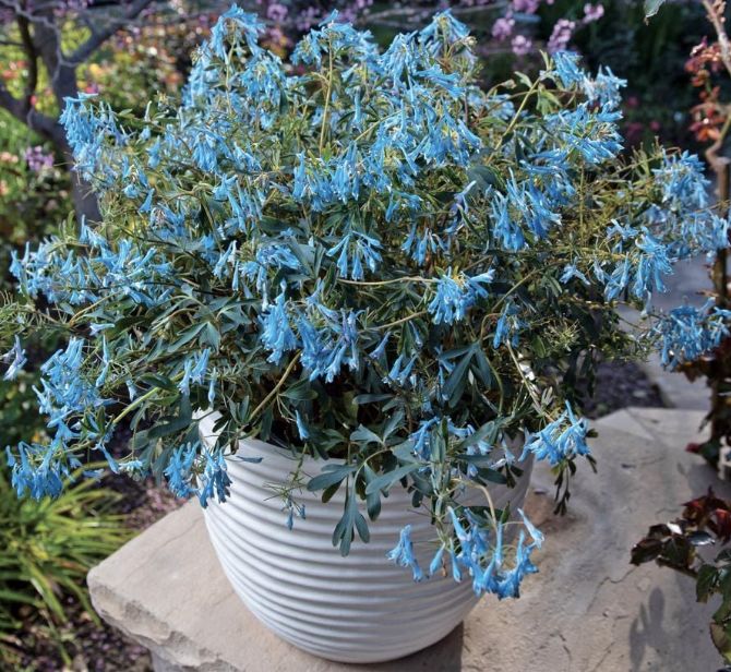 Corydalis f. 'Hillier Porcelain Blue' #1 Corydalis f. 'Hillier Porcelain Blue' #1