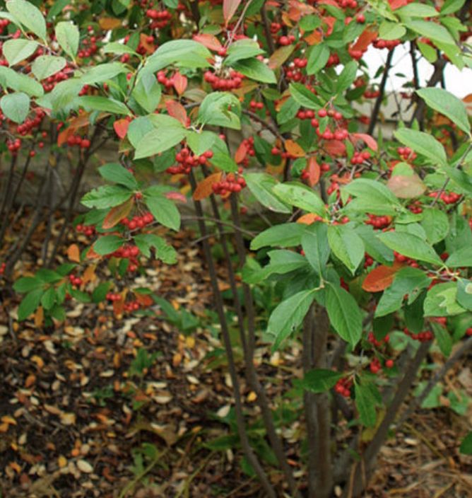 Aronia a. 'Brilliantissima'