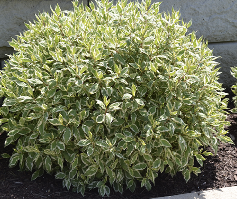 Cornus  a. 'Ivory Halo'