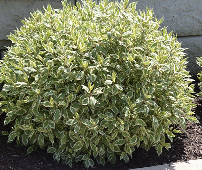 Cornus  a. 'Ivory Halo'