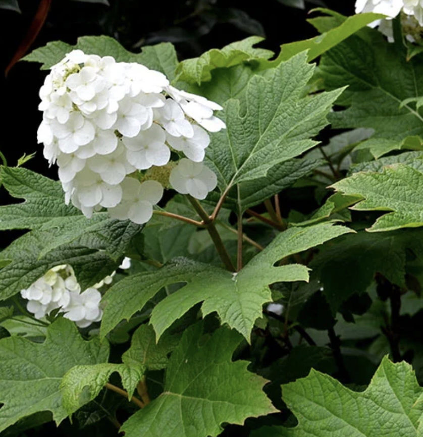 Hydrangea q. 'Snow Queen'