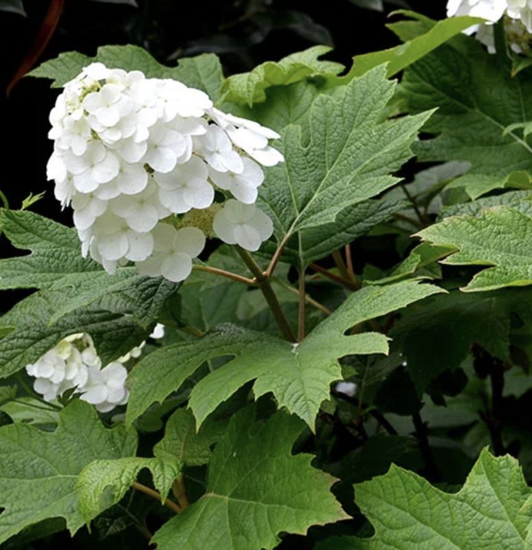 Hydrangea q. 'Snow Queen'