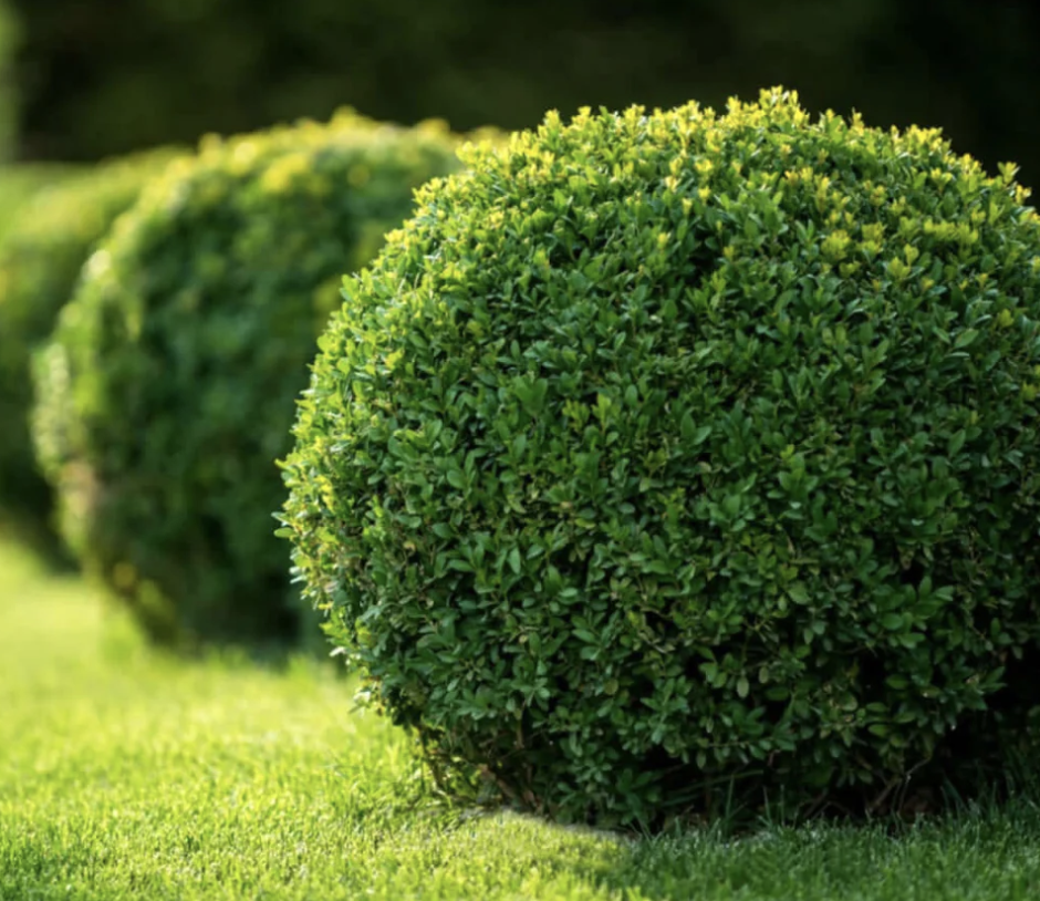 Buxus x 'Green Velvet'