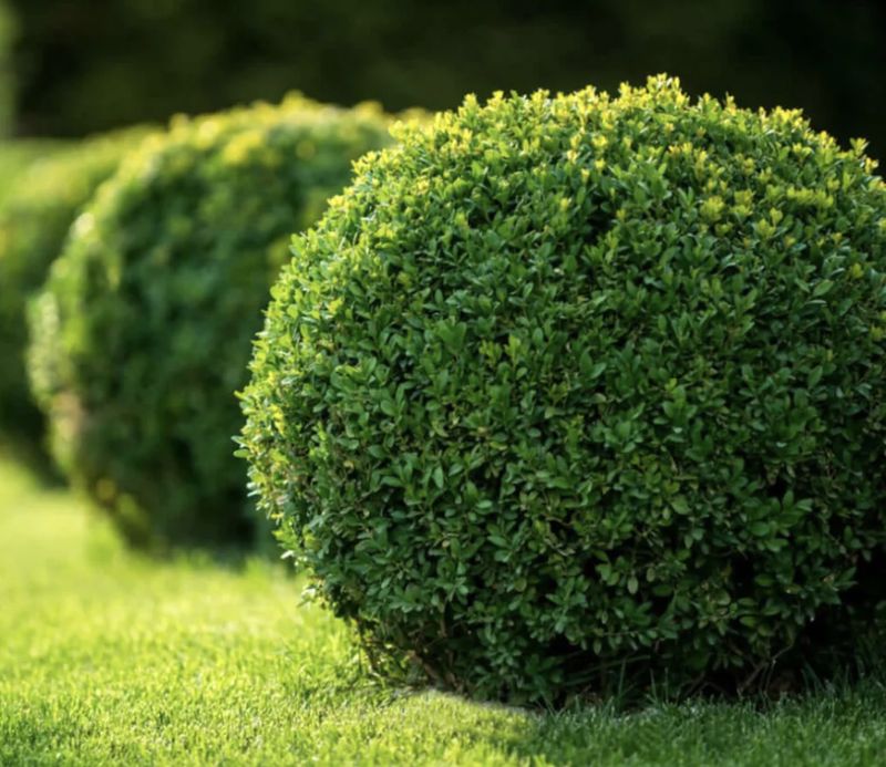 Buxus x 'Green Velvet'