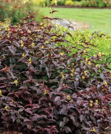 Diervilla spl. 'Firefly Nightglow'