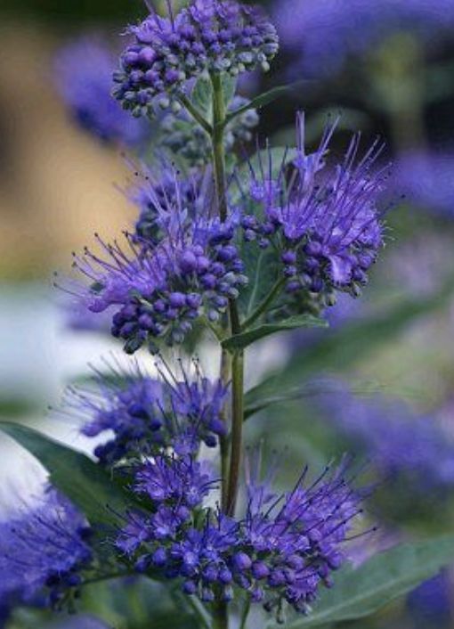 Caryopteris x c. 'Blue Mist'