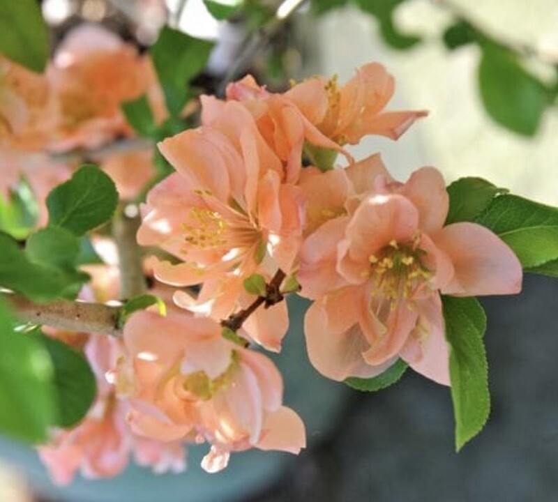 Chaenomeles s. 'Cameo'