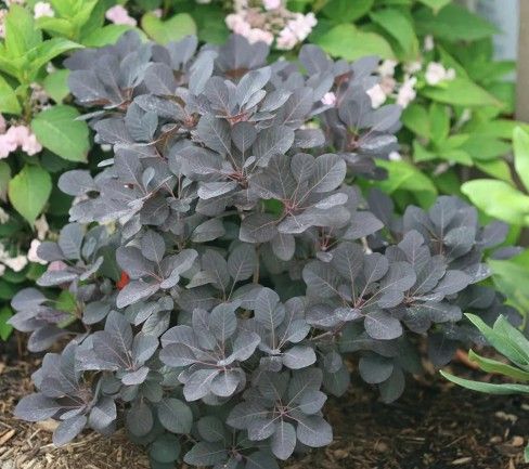 Cotinus c. 'Winecraft Black'