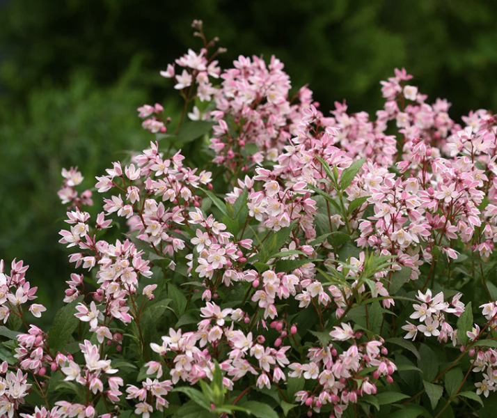 Deutzia x 'Yuki Cherry Blossom'