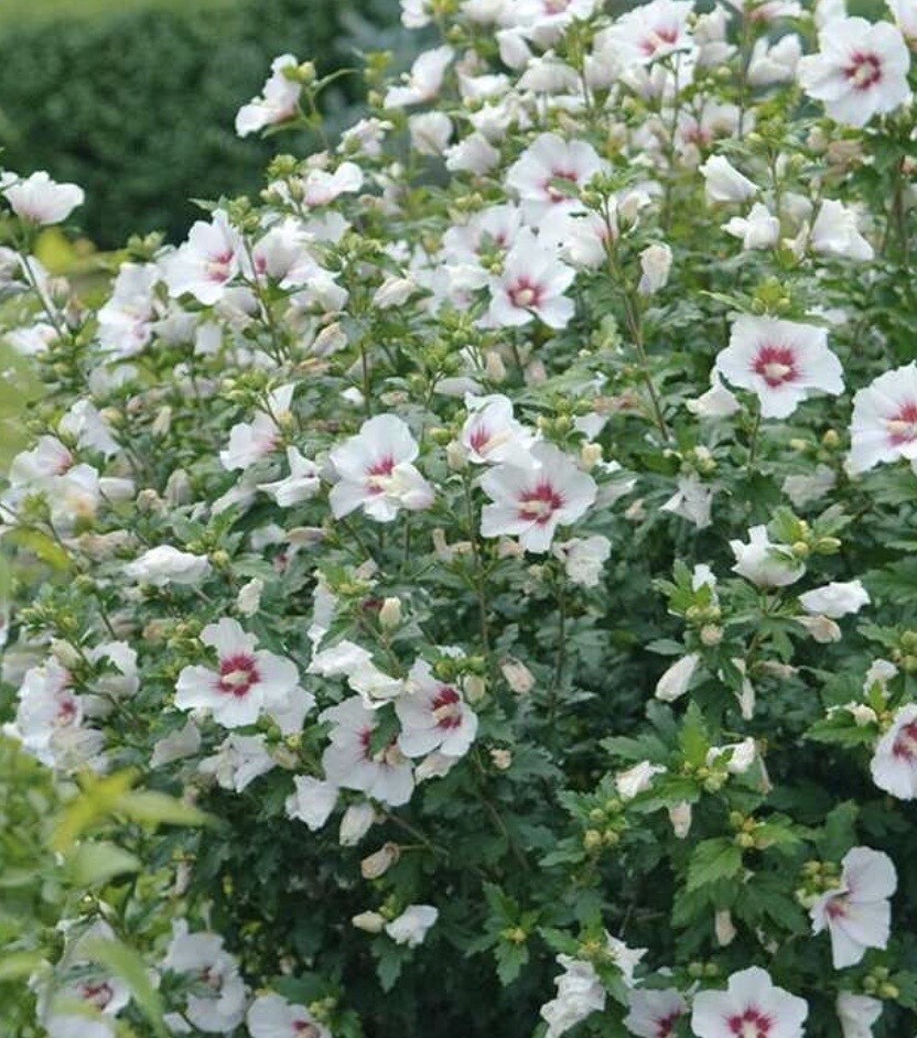 Hibiscus s. 'Red Heart' Hibiscus s. 'Red Heart'