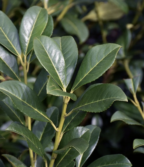 Prunus l. 'Compacta