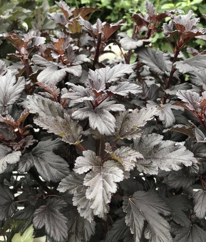 Physocarpus o. 'Summer Wine Black'