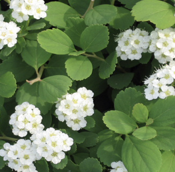 Spiraea b. 'Tor'