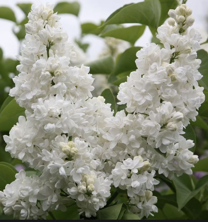Syringa v. 'Madame Lemoine'