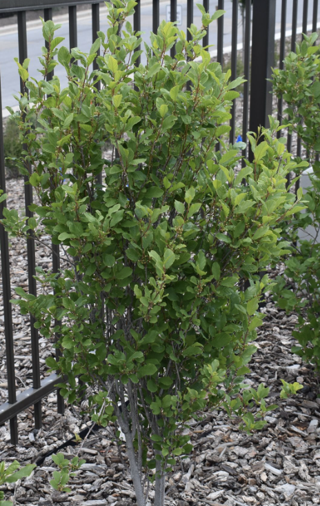 Rhamnus f. 'Columnaris'