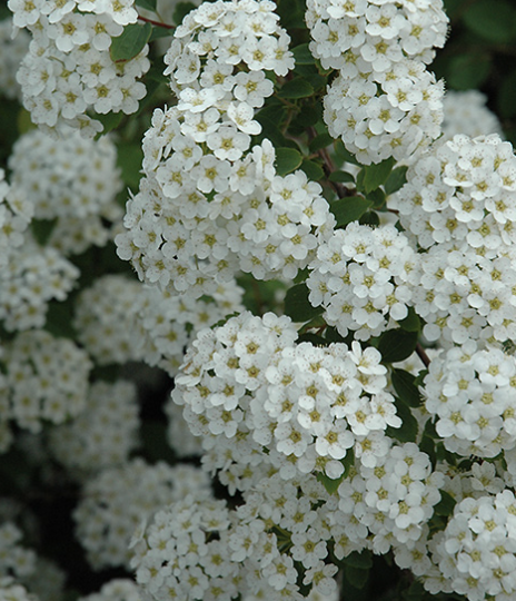 Spiraea x v. 'Renaissance'