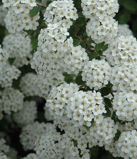 Spiraea x v. 'Renaissance'