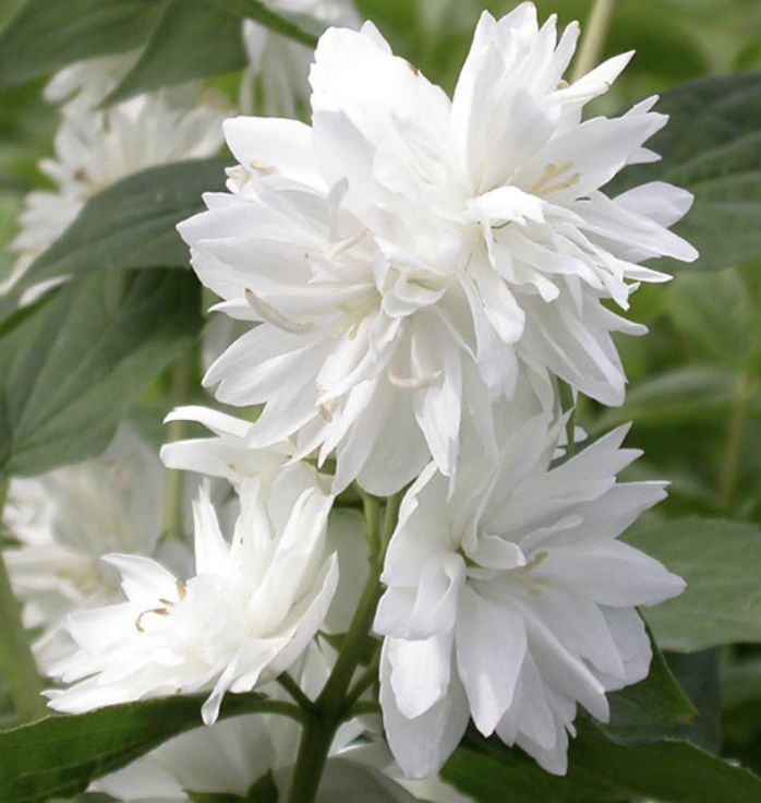 Philadelphus 'Minnesota Snowflake' Philadelphus 'Minnesota Snowflake'