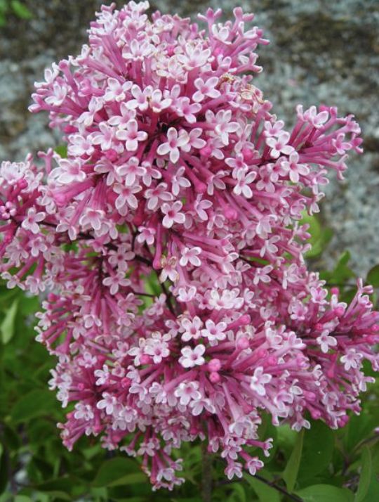 Syringa x 'Tinkerbelle' Syringa x 'Tinkerbelle'
