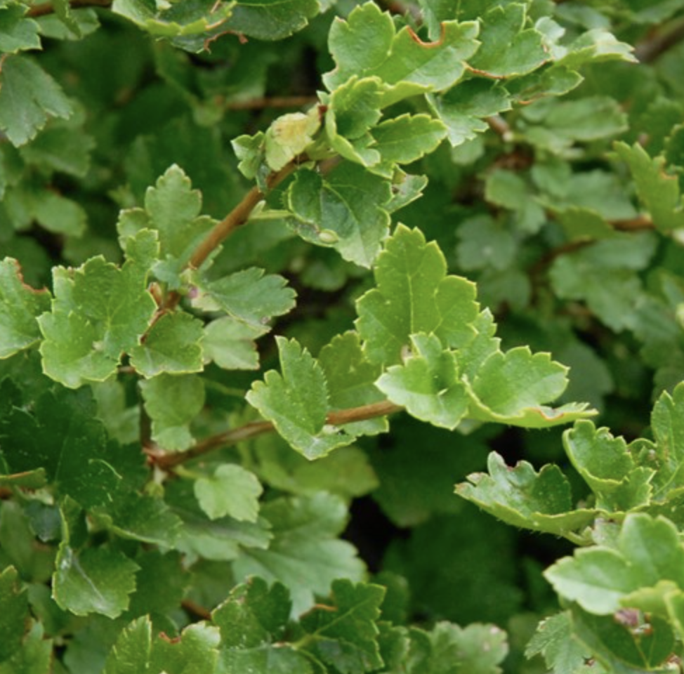 Ribes a. 'Green Mound' Ribes a. 'Green Mound'