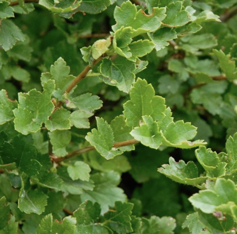 Ribes a. 'Green Mound'