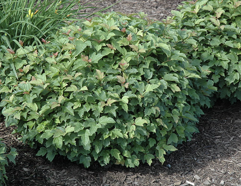 Viburnum o. 'Nanum'