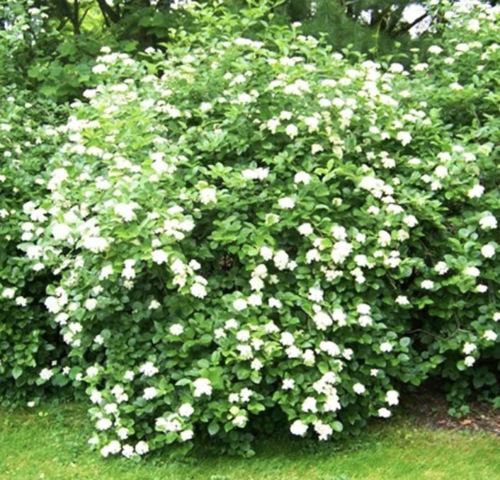 Viburnum d. 'Northern Burgundy'