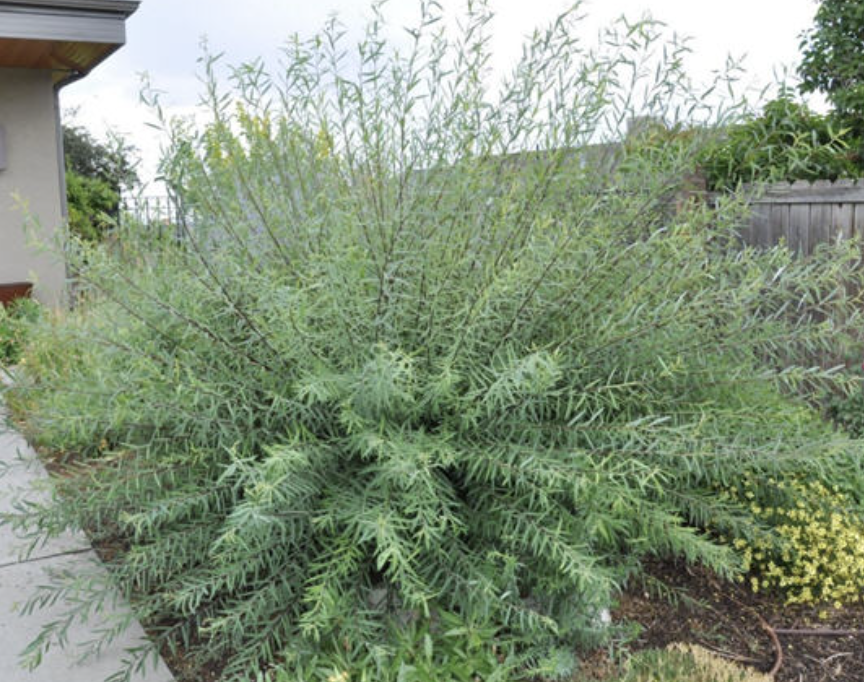 Salix pupurea 'Nana'