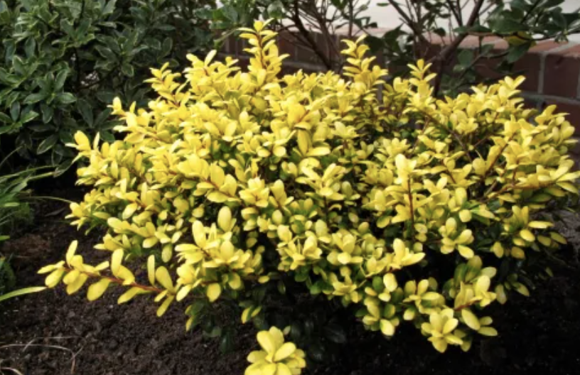 Ilex c. 'Drops of Gold'