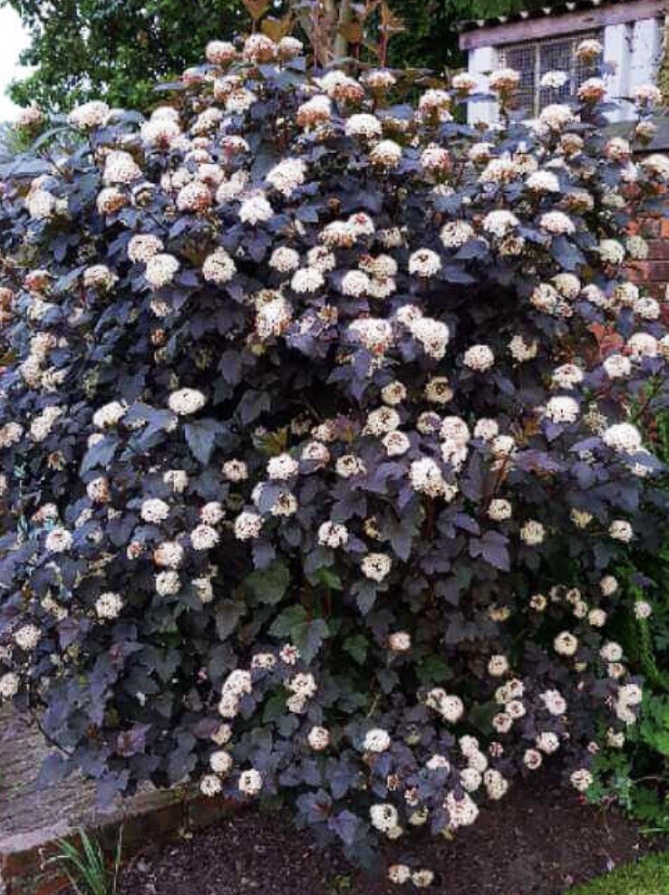 Physocarpus o. 'Summer Wine'