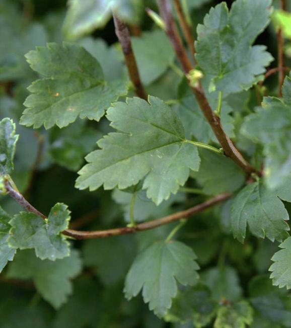 Ribes alp. 'Alpine Currant'