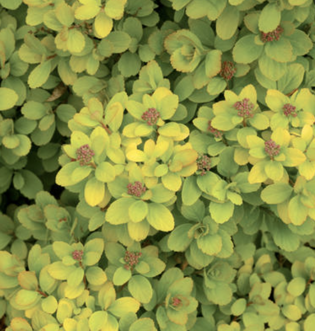 Spiraea b. 'Glow Girl' Spiraea b. 'Glow Girl'